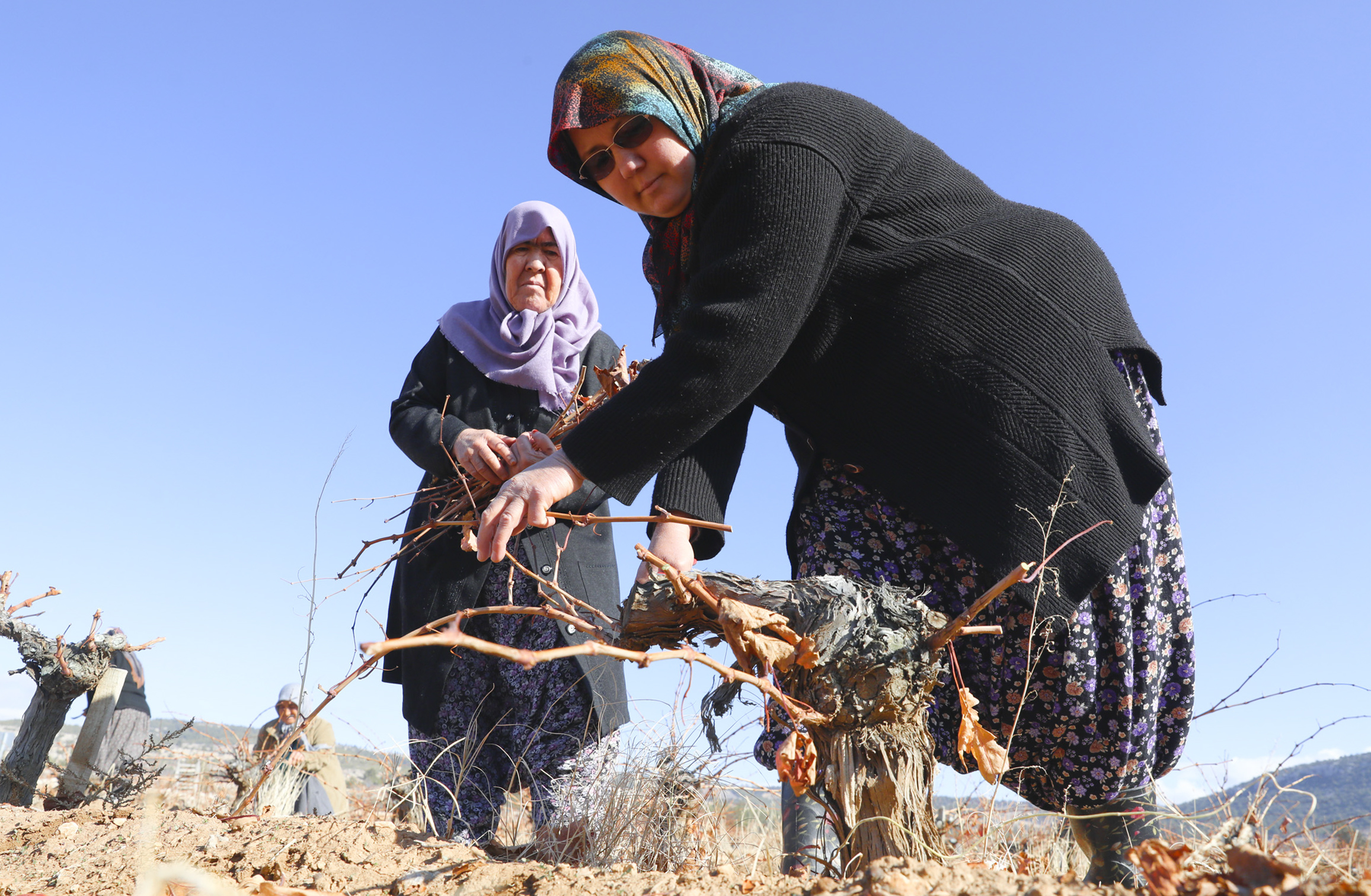 Organi̇k Tarim Mersi̇n Büyükşehi̇r İle Yayginlaşiyor (2)