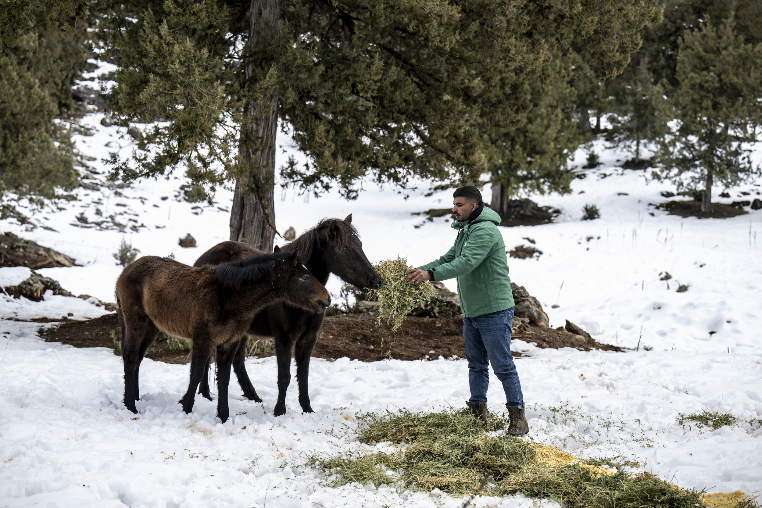 Büyükşehi̇r Eki̇pleri̇ Toros Dağlari’ndaki̇ Yilki Atlarini Besledi̇ (1)