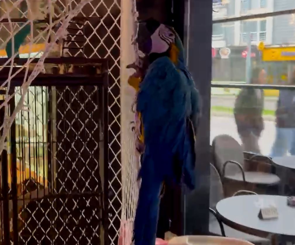 K A C A K Y O L L A R L A G E T I R I L E N E G Z O T I K H A Y V A N L 1181903 351051