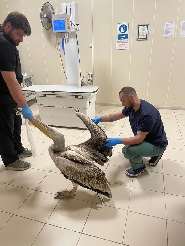 Y A R A L I B U L U N A N 2 P E L I K A N B A K I M I N I N A R D I 1178499 350099