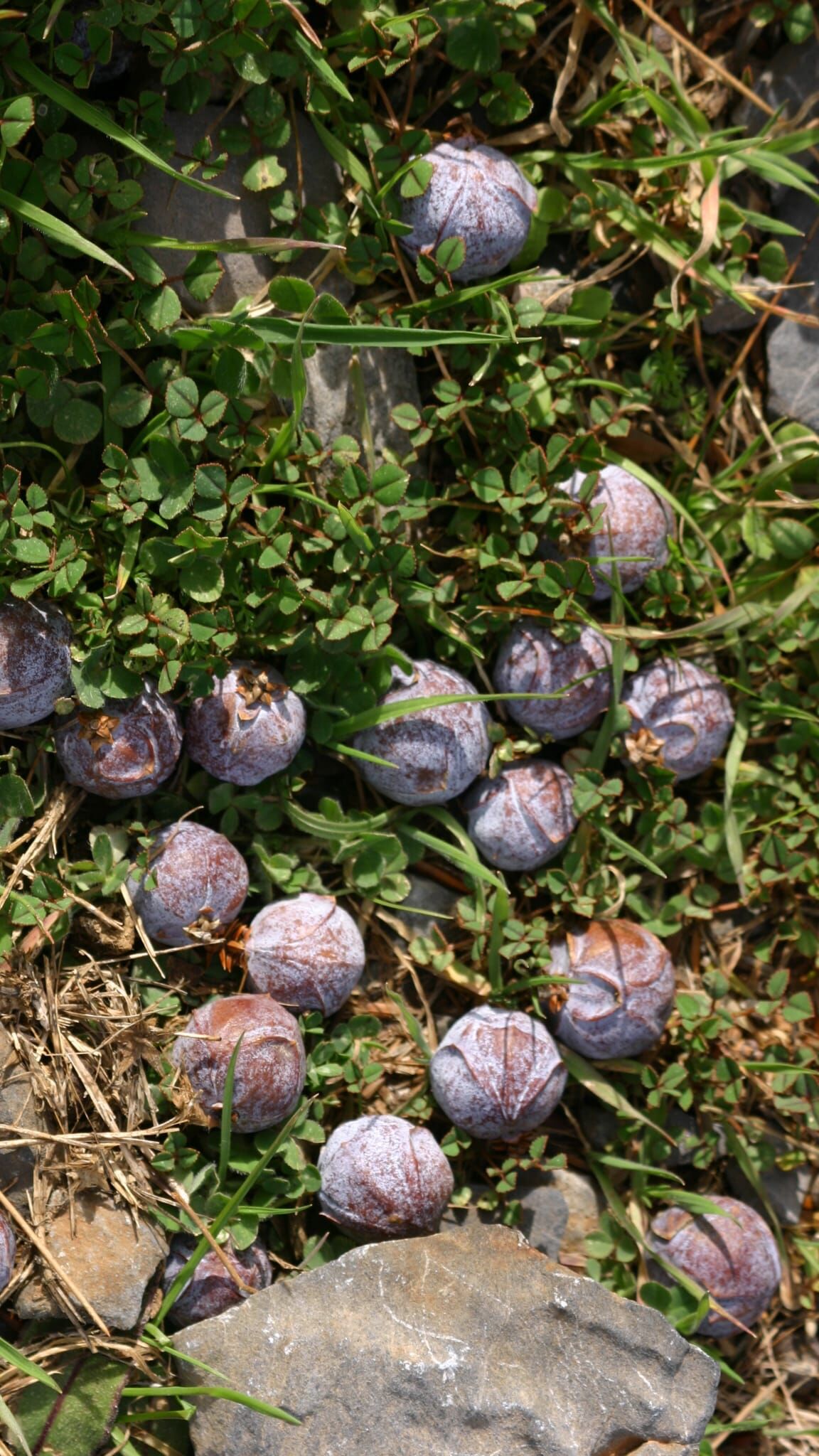 118136C0 E8Bd 4Ee3 B201 D634F1651Fba