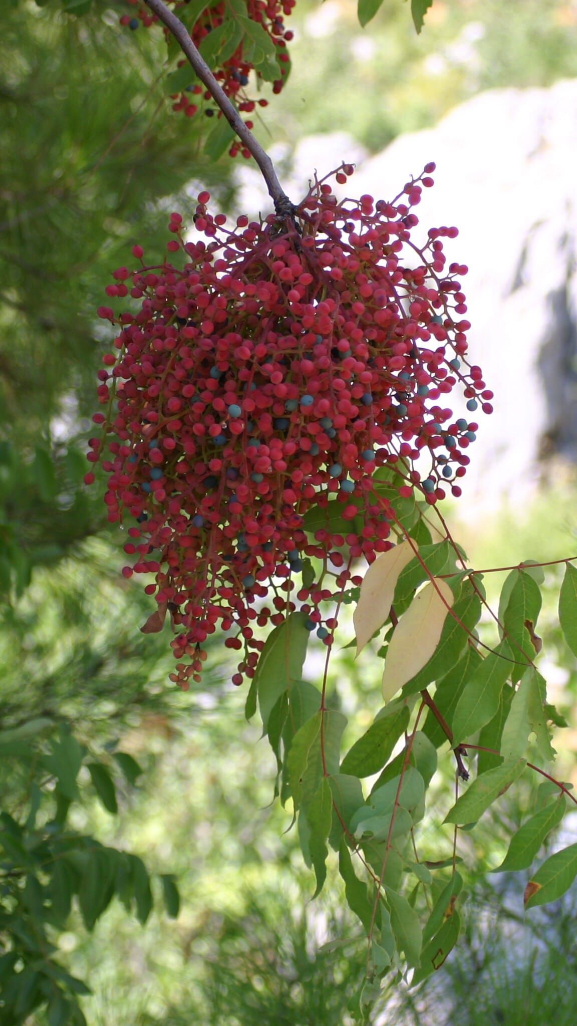 4Ca90843 06C8 4394 Bb2A 6Facf3B8C3Fc