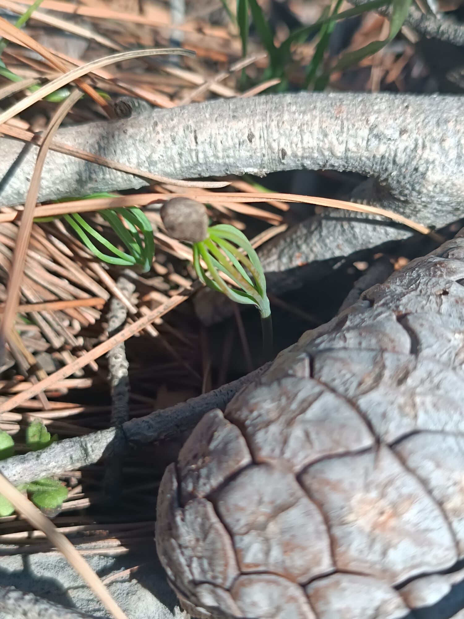 649872714 2228423851300912 6063930260427591009 N