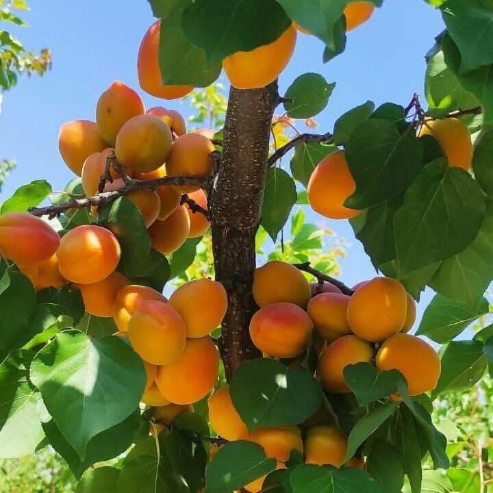 649912441 122215231064292815 663700624770609778 N