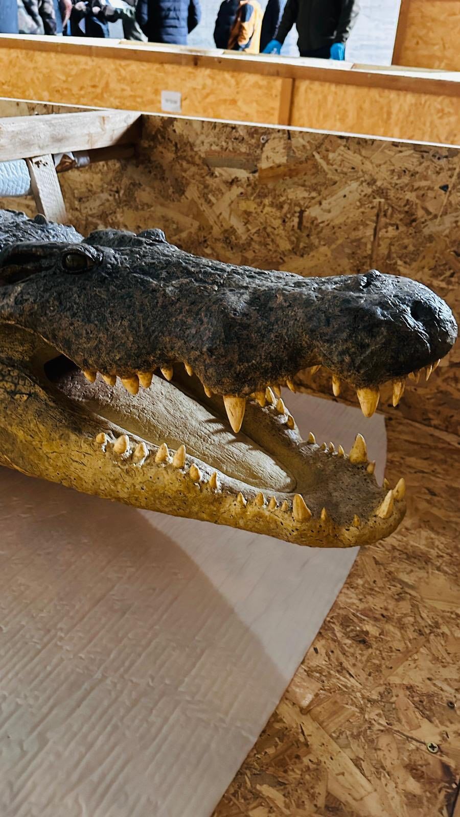 658154615 1293809352926618 5731489742398328841 N