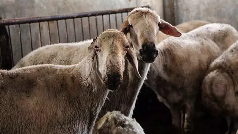 699E9Cd86A554F24E68824E7