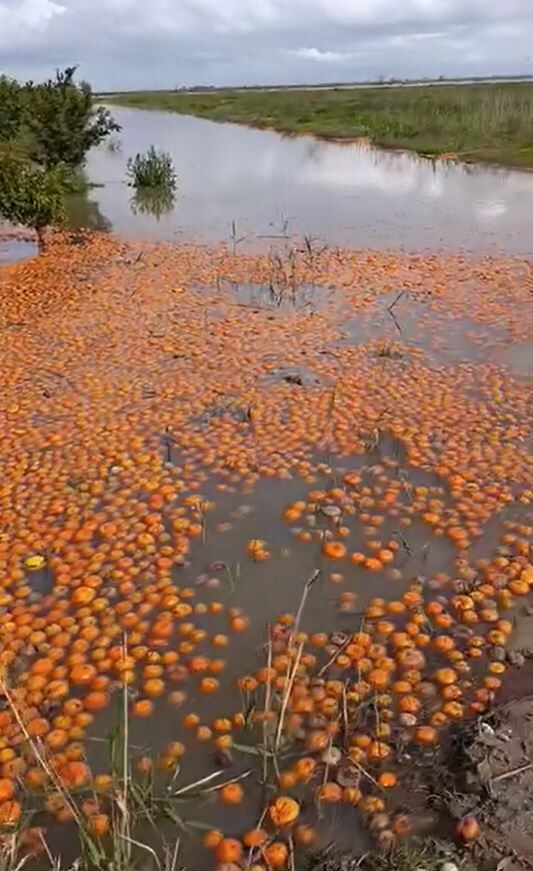 A D A N A’ D A T A R I M A R A Z I L E R I S U A L T I N D A K A L D 1225266 364331