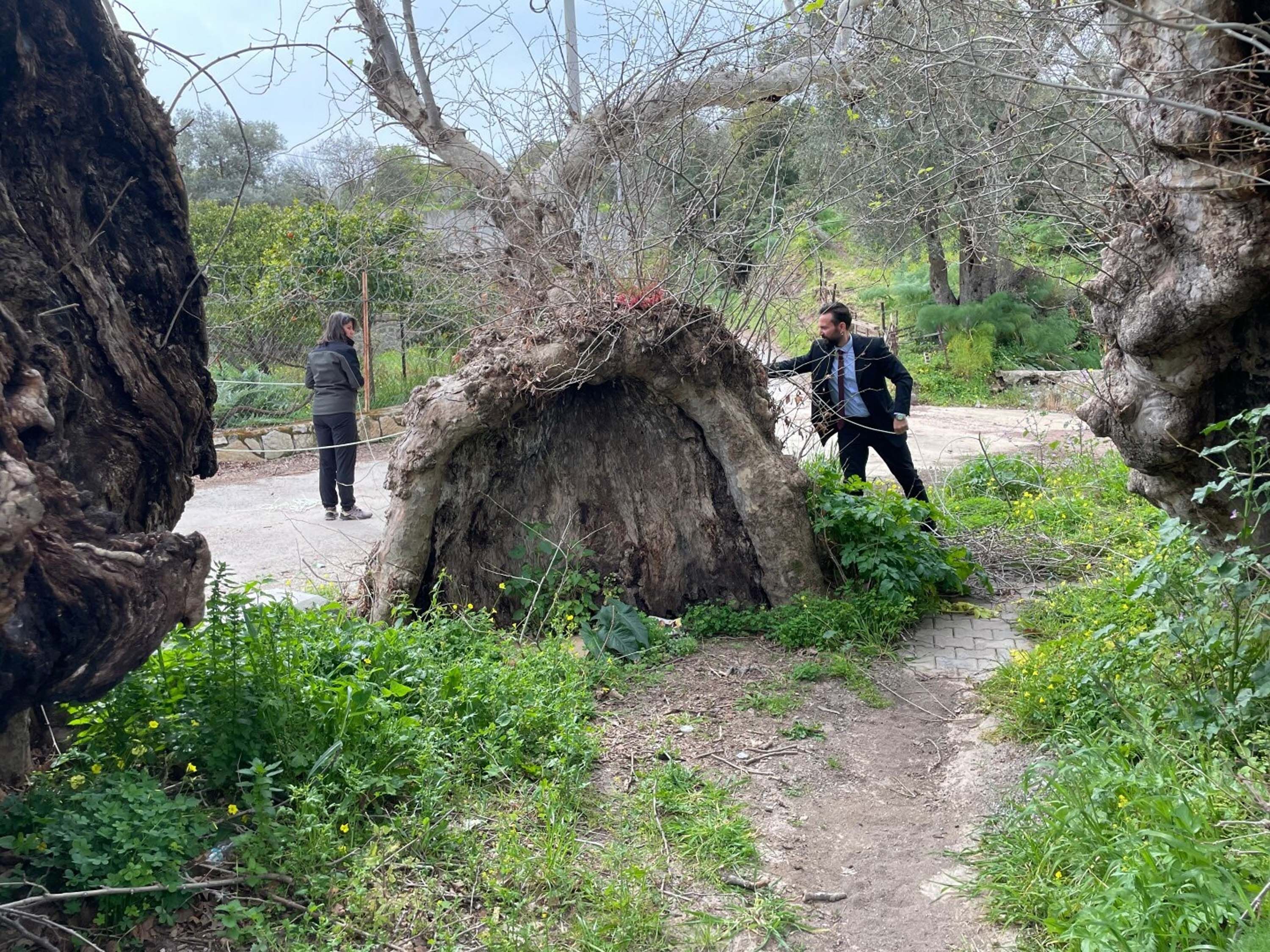 B O D R U M D A 2 B I N Y I L L I K O L D U G U T A H M I N E D I 1218941 362467