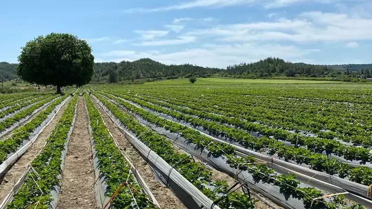 6569Ac2D50Acca638C163Bab-1