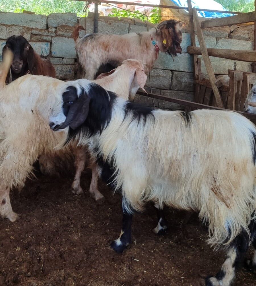 Cebf5Dee F71D 440F A39D F5E679Bad35A-1