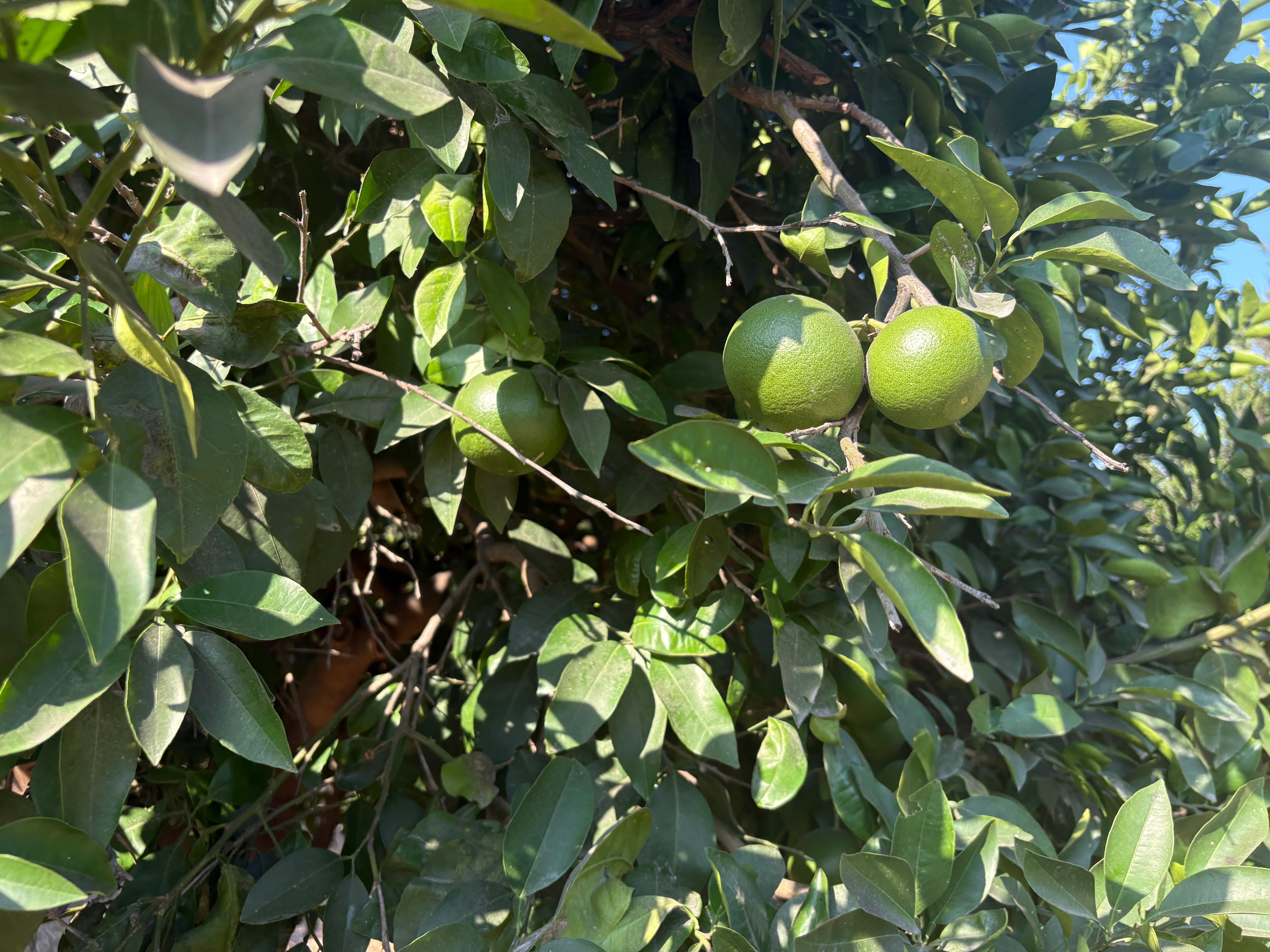Greyfurtta Üreticinin Umudu