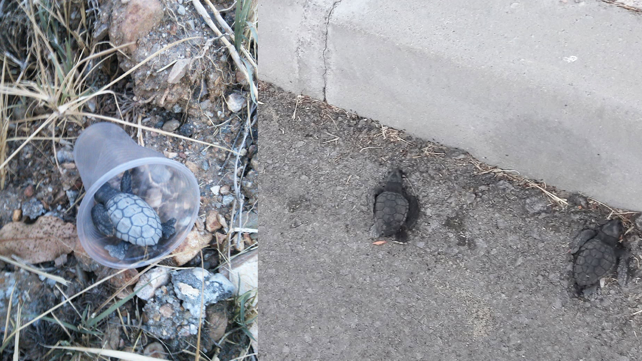 Anamur'da caretta caretta uyarısı: Balkon ışıklarınızı yakmayın