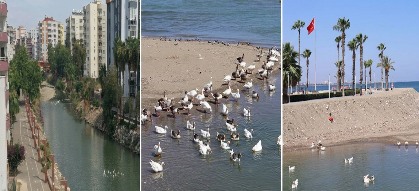 Mersin’in Kuş Cennetinde Ördekler Kurtarılmayı Bekliyor (1