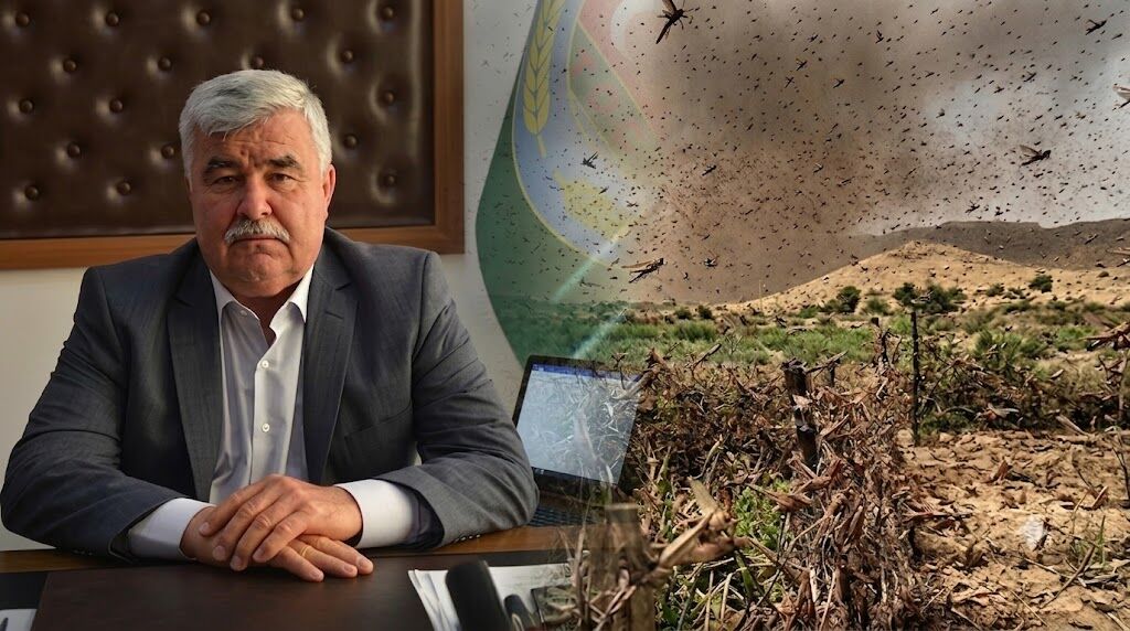 Mersin’de çekirge paniğine son noktayı Ziraat Odası koydu