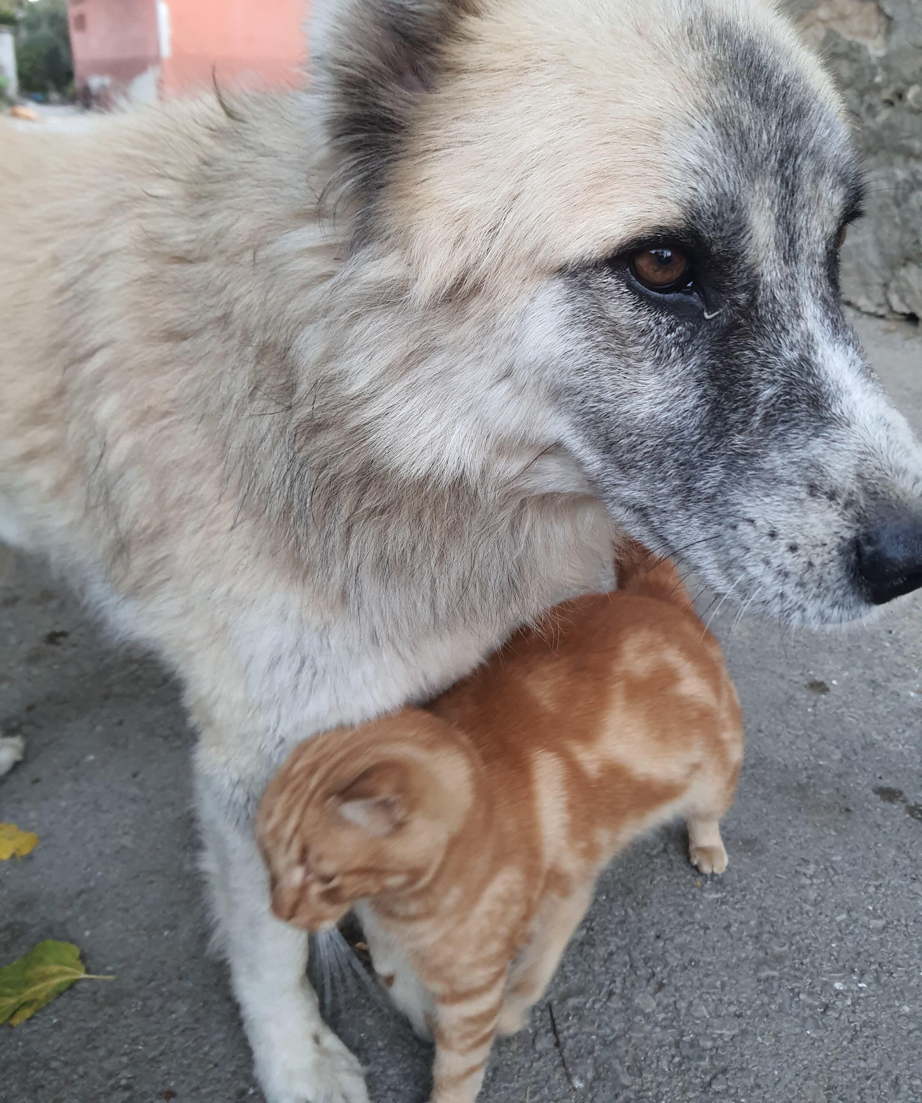 Kedi Köepk Tartışmasına Son