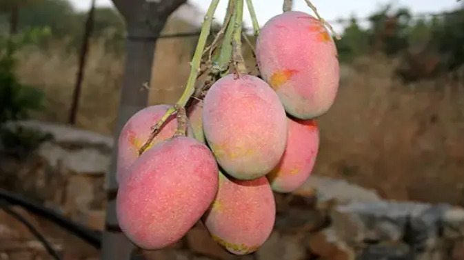Mango