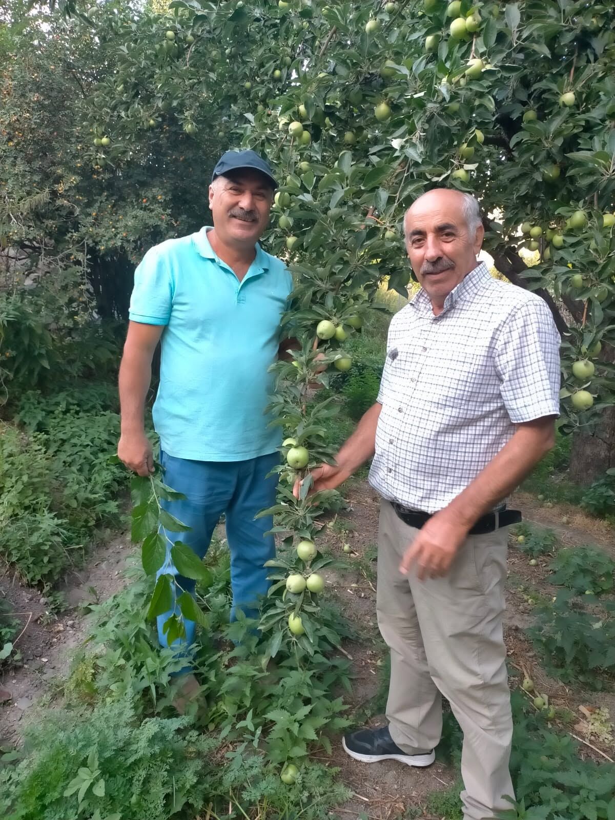 Mersin’in Tropikal Tarım Rotası Mango Olabilir