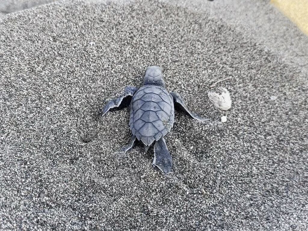 Caretta