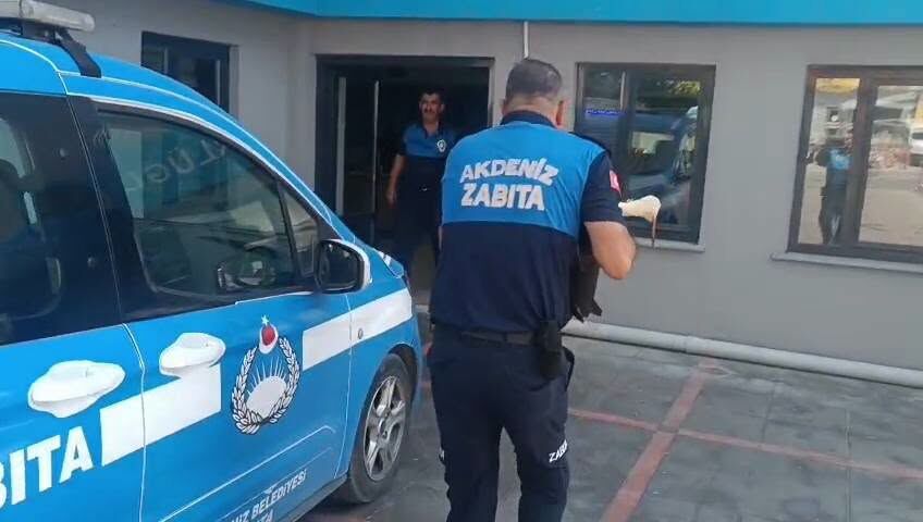 Leylek