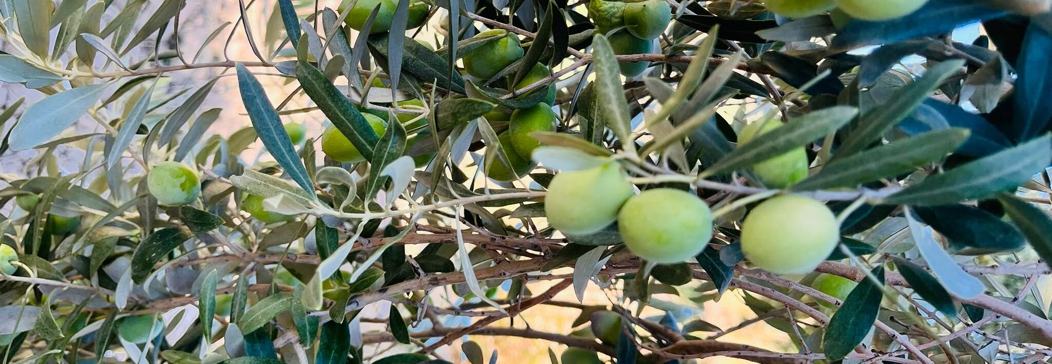 Mutta Zeytin Hasadı