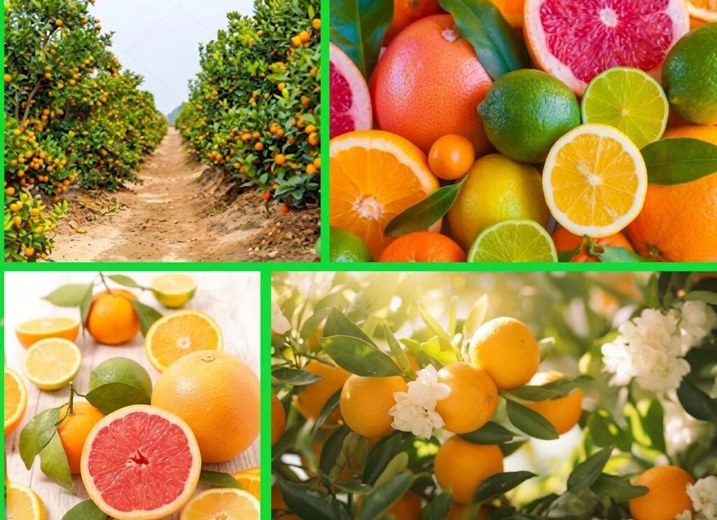 Narenciye ihracatında Mersin’den kritik çağrı