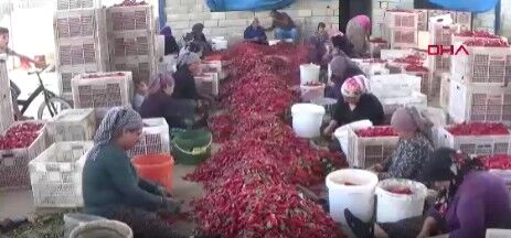 İslahiye biberinde hasat mesaisi sürüyor