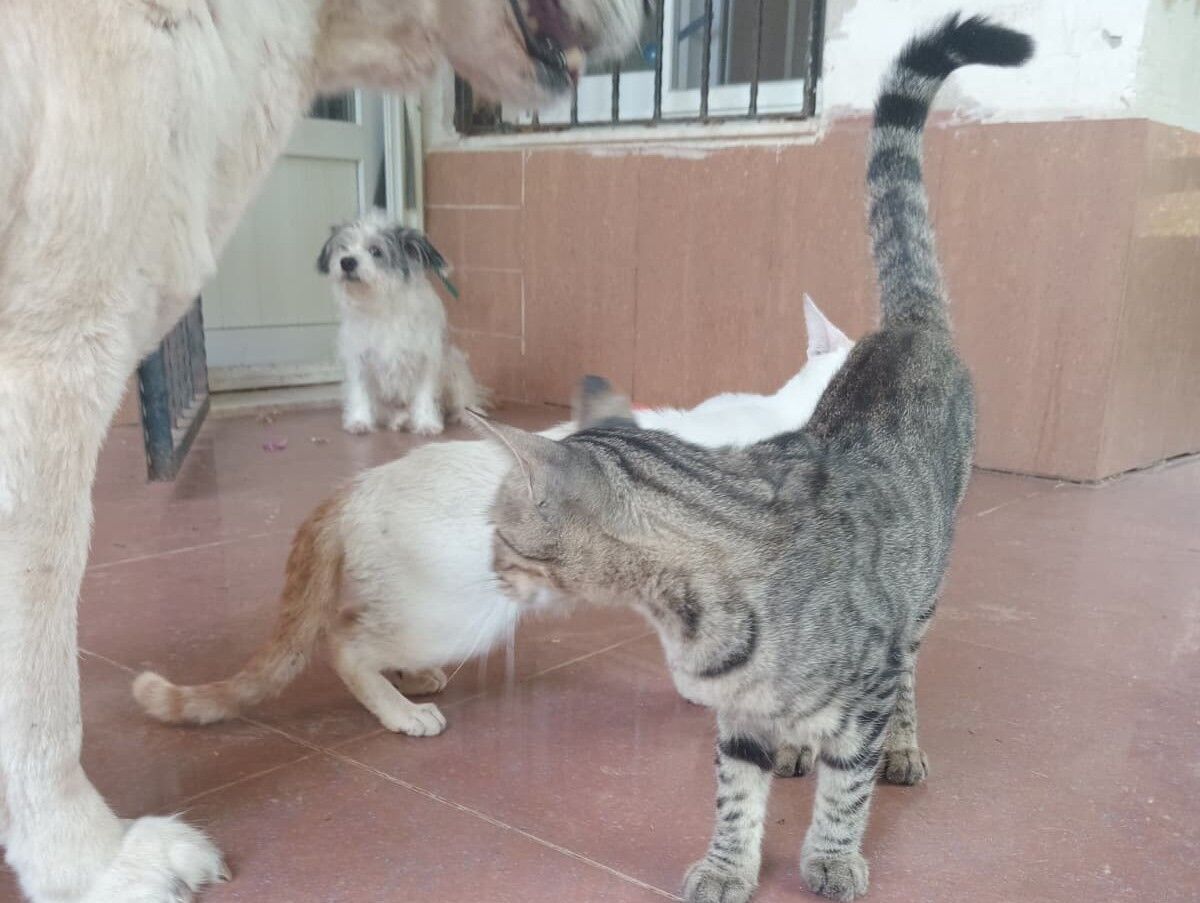 Sokak Hayvanları