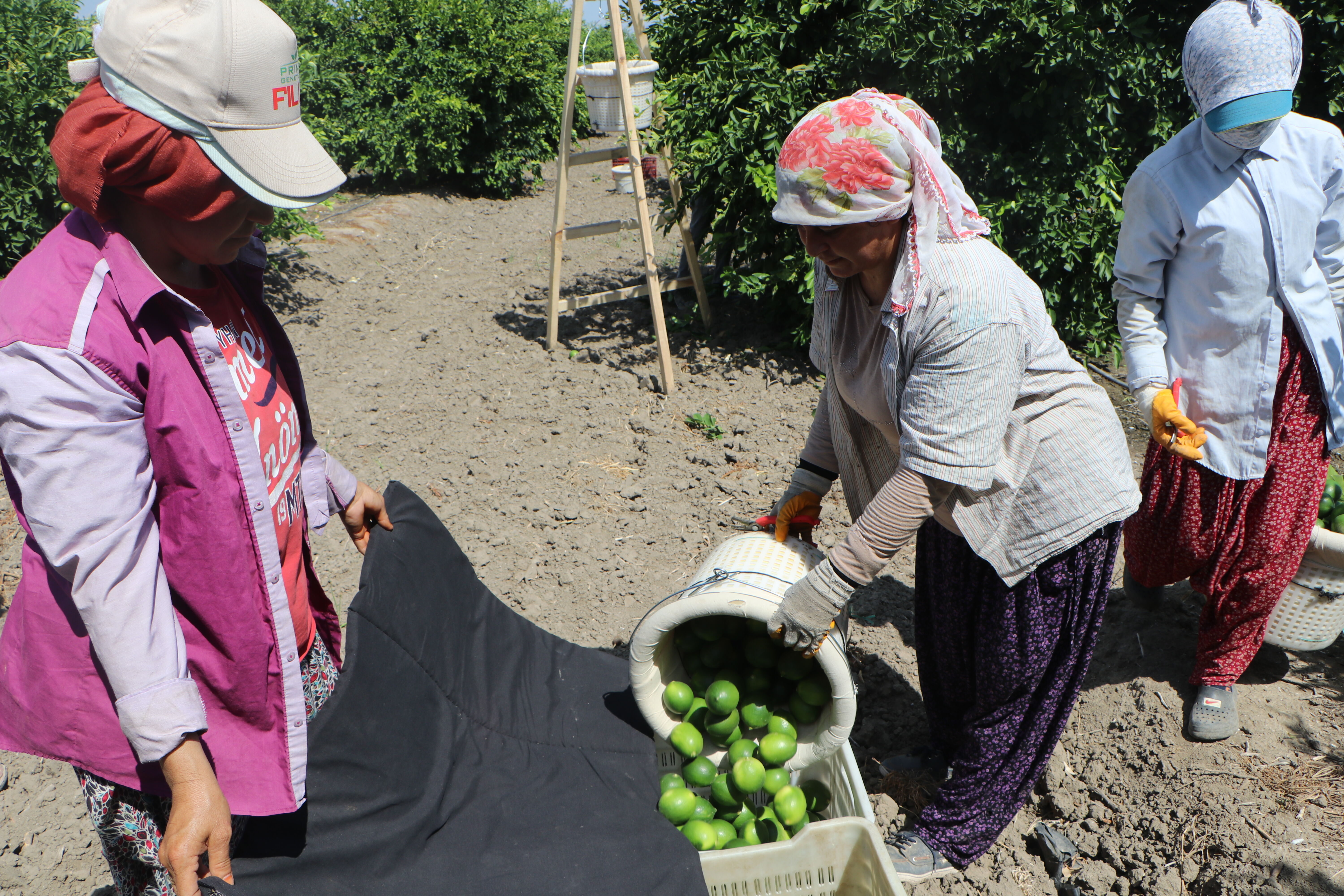 Tarladan markete fiyat farkına tepki