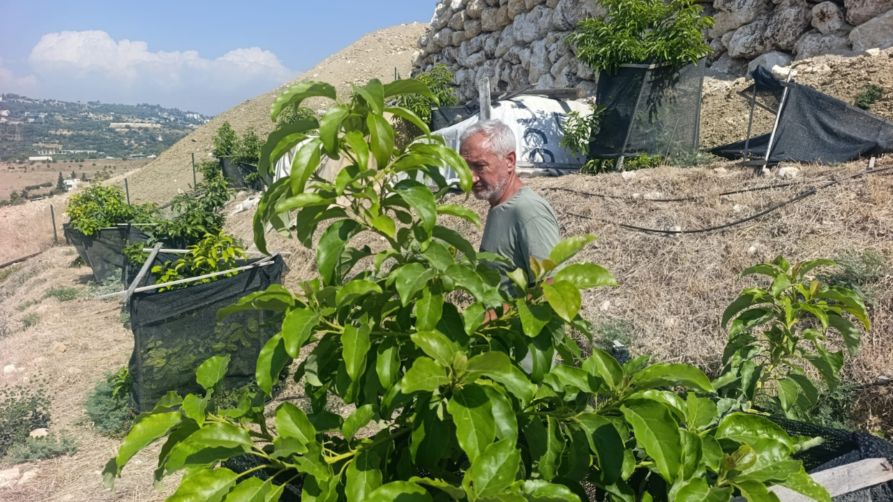 Toroslar’da Genç Avokado Ağaçları Meyve Verdi (3)