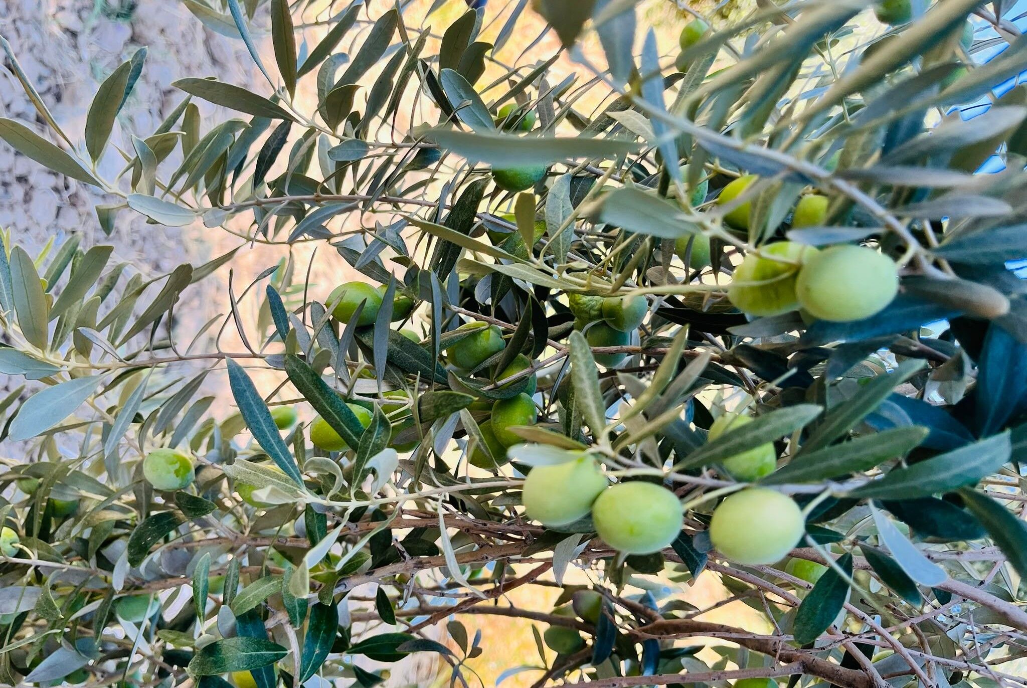 Zeytin Hasadi-2