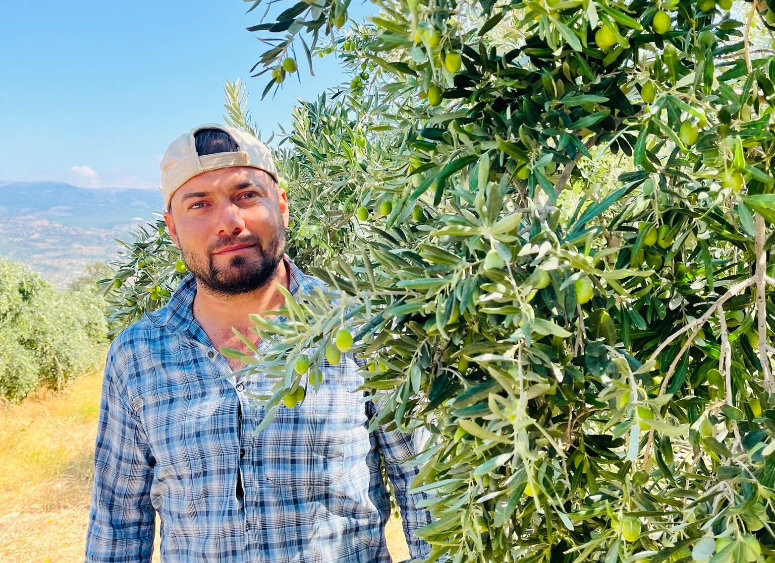 Zeytin Üreticisi