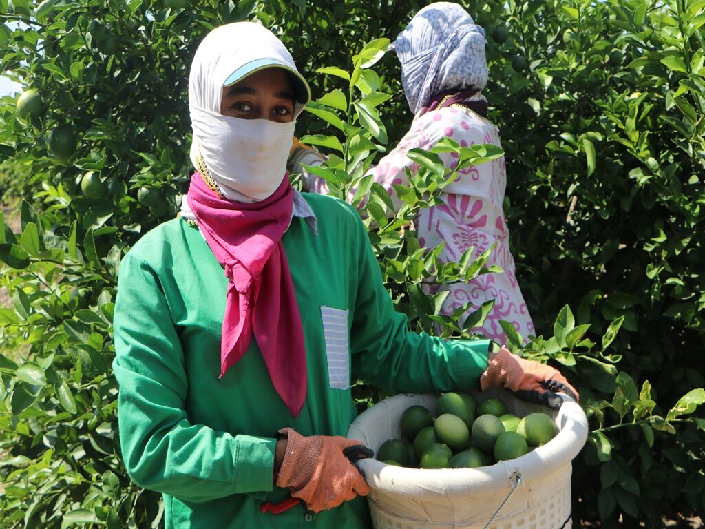 Adana Limon