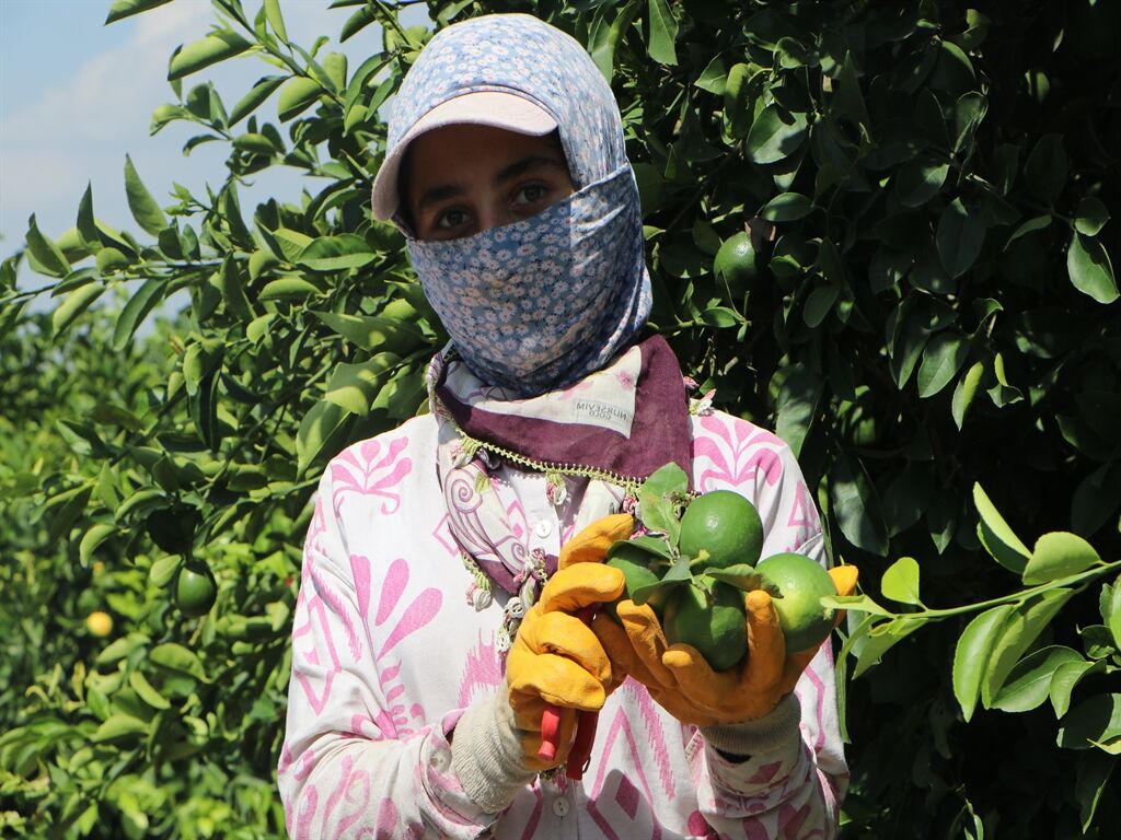 Mayer limonunda hasat var, pazar yok