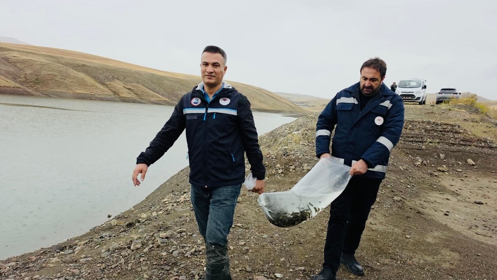 Göletlere sazan yavrusu bırakıldı
