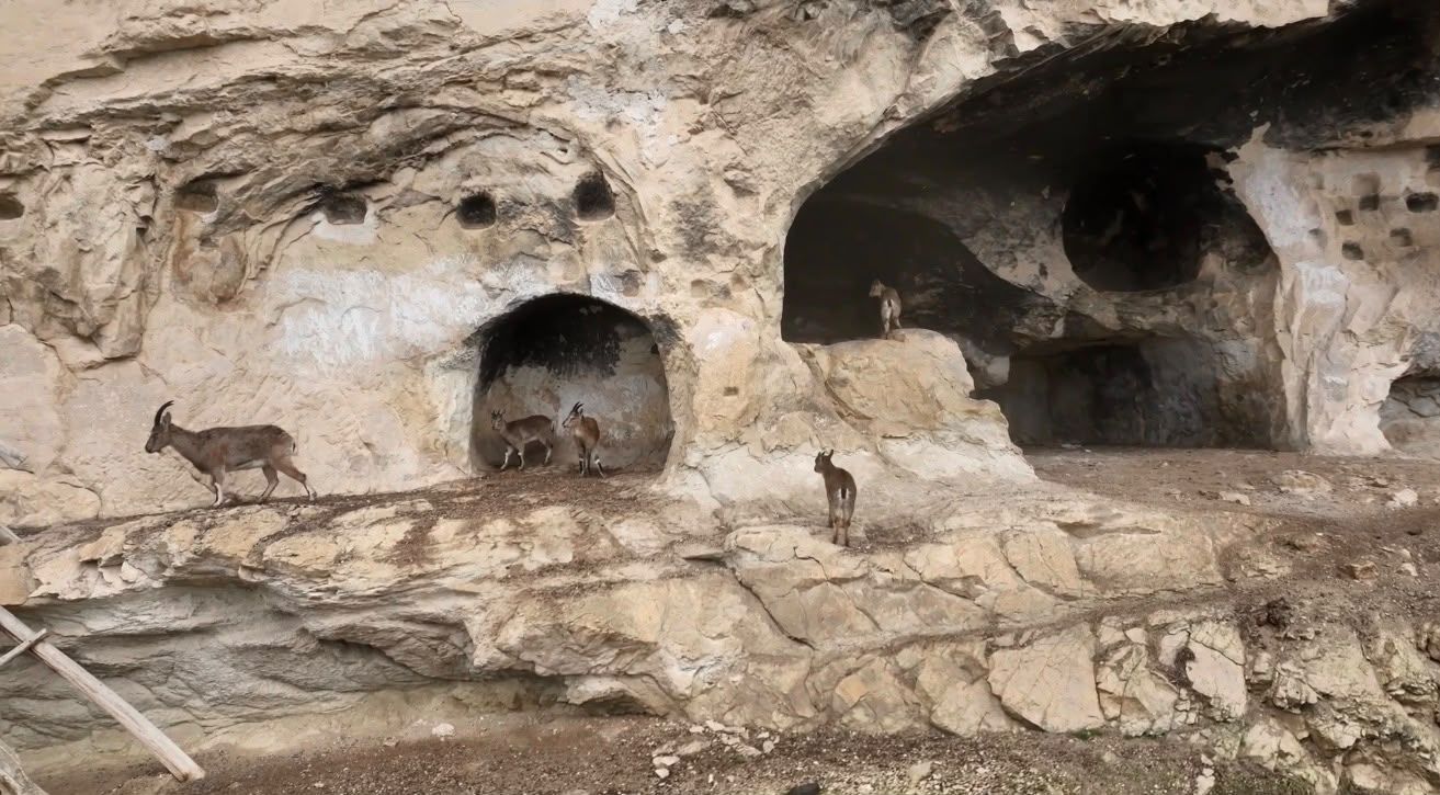 Tunceli’de yaban keçileri tarihi kaya odalarına tırmandı